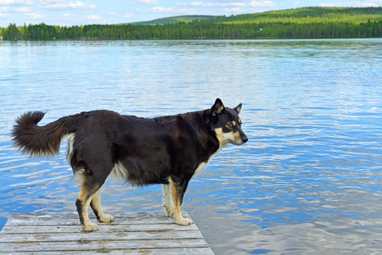 Lapponian herder (Lapinporokoira or Lapp Reindeer dog or Lapsk Vallhund)  against blue lake. Finnish Lapland
