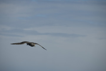 Antarctica birds flying against a clear blue sky