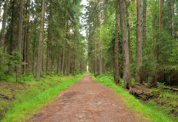 Pine forest at summer.