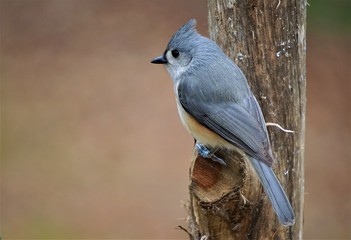 A single tufted titmouse (Baeolophus bicolor) perching on the stump of wood enjoy watching and resting on the garden background, Winter in GA USA.