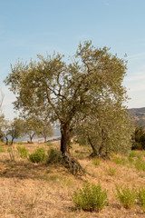 Fototapeta na wymiar olivier de toscane