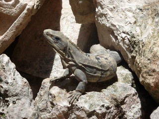 iguana sulle rocce
