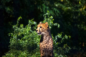 cheetah