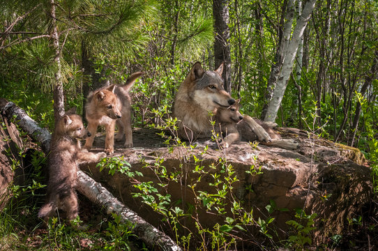 Fototapeta Grey Wolf (Canis lupus) Family on Rock