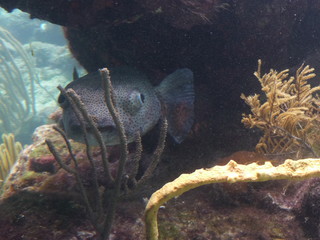 pesce nascosto dietro anemone