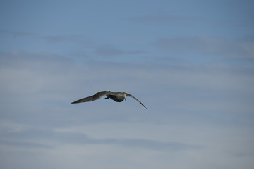 Antarctica birds flying against a clear blue sky