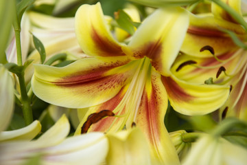 A beautifull yellow lilies close-up