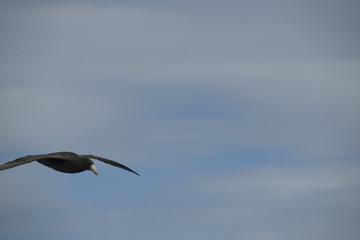 Antarctica birds flying against a clear blue sky