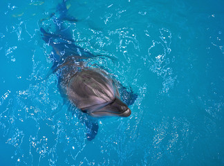 Obraz premium Dolphin swims in the sea 