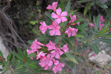 Pink flower in Cyprus
