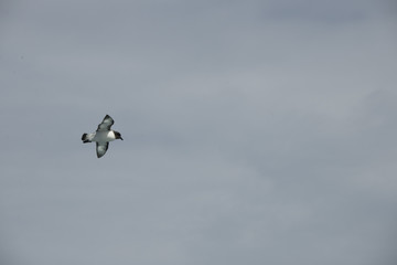Antarctica birds flying against a clear blue sky