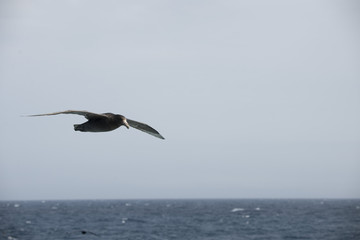 Antarctica birds flying against a clear blue sky