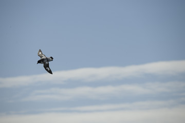 Antarctica birds flying against a clear blue sky