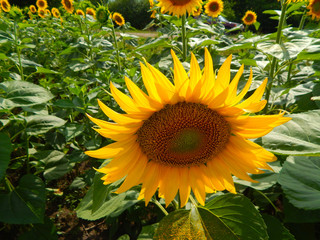 sunflower yellow blooming in the field