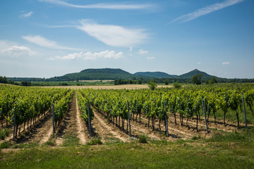 Fototapeta na wymiar Vineyards in Kisapati, Veszprem, Hungary