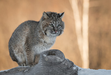 Bobcat (Lynx rufus) Sits at Knothole