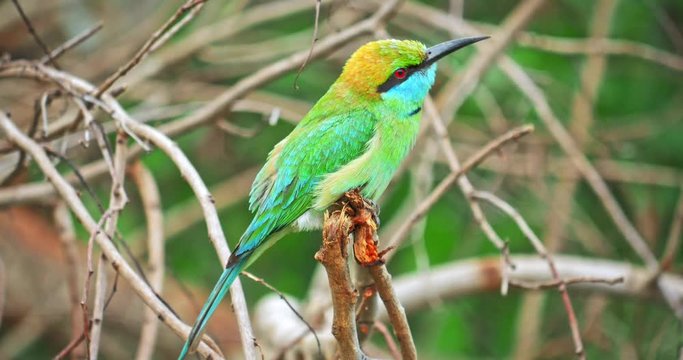 Beautiful Bee-eater bird on tree branch close up view. Sri Lanka exotic animal. Yala National park wildlife safari and birdwatching tour