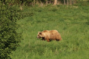 Europäischer Braunbär