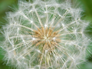 Beautiful Close up picture of white dandelion,also known as Taraxacum erythrospermum in Latin