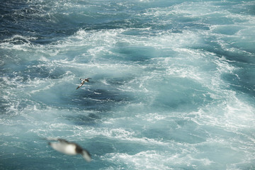 Naklejka premium Antarctica birds flying against the ocean to catch some fish