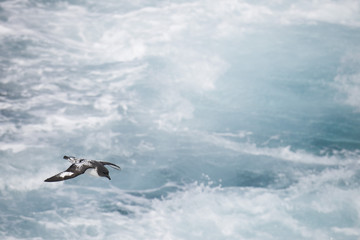 Fototapeta na wymiar Antarctica birds flying against the ocean to catch some fish
