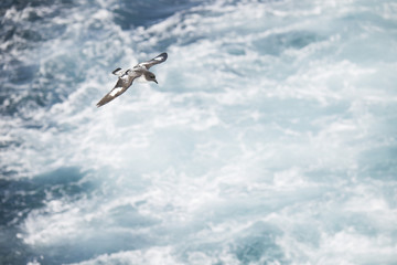 Antarctica birds flying against the ocean to catch some fish © Jared