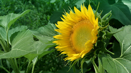 A flower of a sunflower against a background of green foliage.