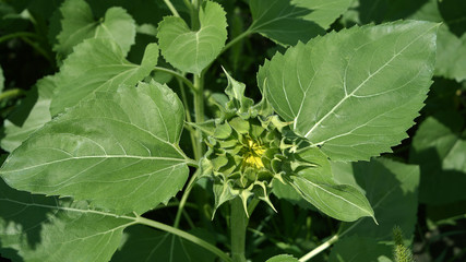 Young indoor sunflower flower on a background of green foliage.
