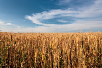 Agricultural field with wheat ears and cloudy sky. Farm concept