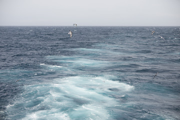 Antarctica birds flying against the ocean to catch some fish