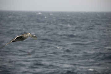 Antarctica birds flying against the ocean to catch some fish