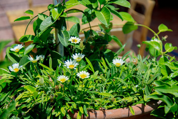 Fototapeta na wymiar Green chamomile in a pot in a garden in Crete, Greece