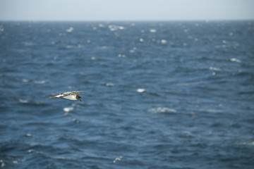 Antarctica birds flying against the ocean to catch some fish