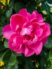 La rosa