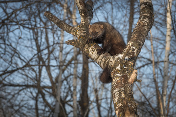 Fisher (Martes pennanti) Shows Off Claws in Tree