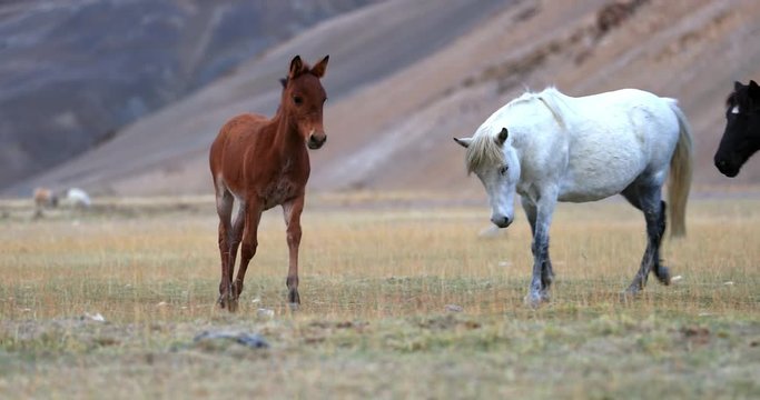 Young playful foal runs on Himalaya valley to its herd on free grazing pasture in Ladakh highland of northern India near Korzok village and Tso Moriri lake. Unique travel destination
