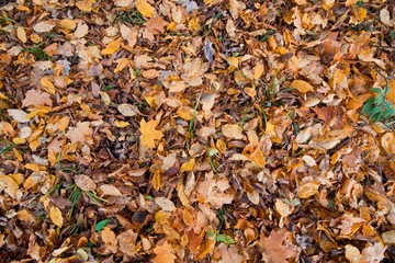 mix of old red and yellow fallen oak, maple, willow, linden and hornbeam leaves on earth with green grass, an autumn meadow, seasonal background texture wallpaper photo