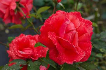 Roses, of an intense red, like perfume. Flower among the most loved by women.