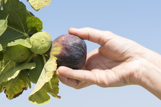 La mano de la persona recoge higos negros del &aacute;rbol, sobre un cielo azul
