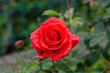 Red roses, a symbol of eternal love and burning passion, are among the most sought-after flowers in the world, famous for their beauty and intoxicating scent that enchants anyone who approaches them.