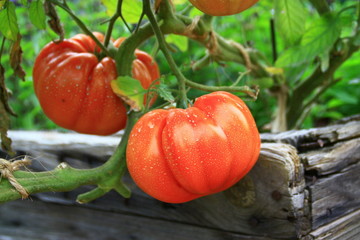 tomates coeur de boeuf,dans le potager en grosplan - 214672712