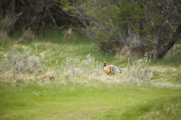 Portrait of a Long Billed Curlew in Antarctica