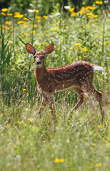 Fototapeta premium Cerf de Virginie 