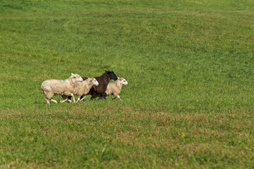 Obraz premium Group of Sheep (Ovis aries) Run Right in Field