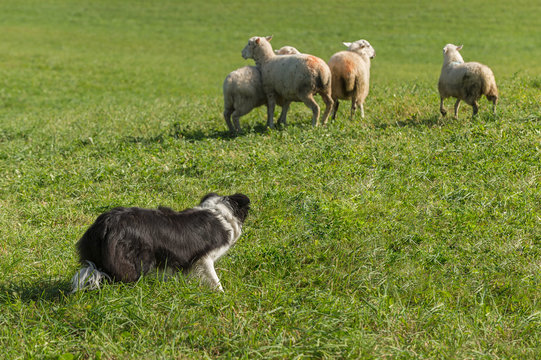 Sheep Dog Behind Group of Sheep (Ovis aries)