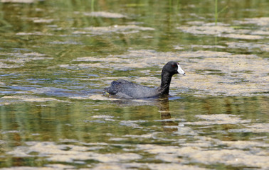 Foulque d'Amérique