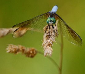 Dragonfly insect on a piece of wheat 