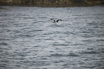 Fototapeta premium A flying bird about to catch some fish in Antarctica