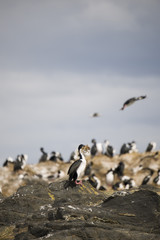Beautiful shots of a migratory birds in Antarctica