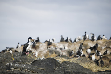 Beautiful shots of a migratory birds in Antarctica